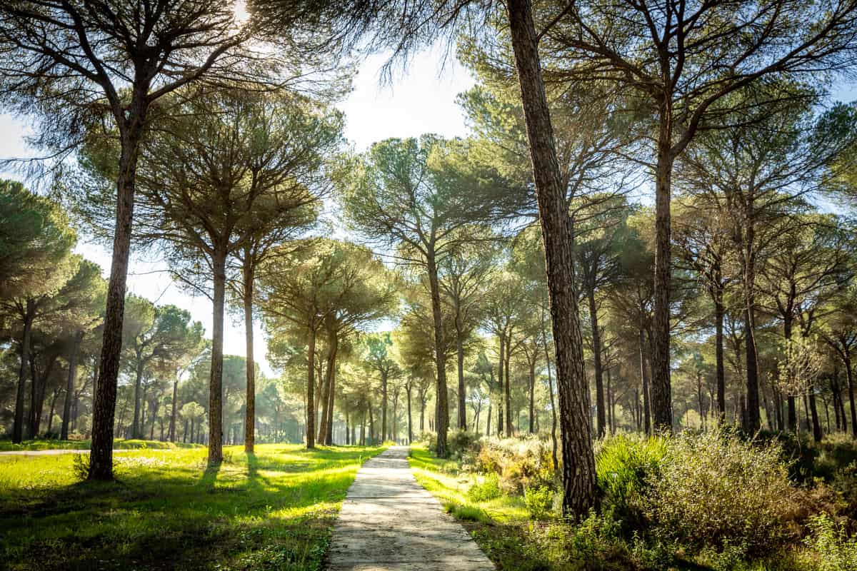 pine trees forming a roof with their crowns and a path through the forest; Donana National Park near Huelva, Spain