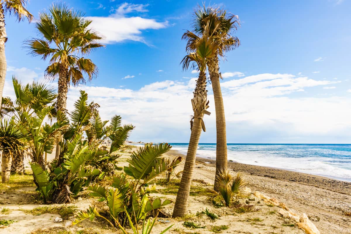 Palm trees and green plants line a sandy beach under a partly cloudy blue sky, with calm sea waves in the background. Carchuna Beach on Costa Tropical